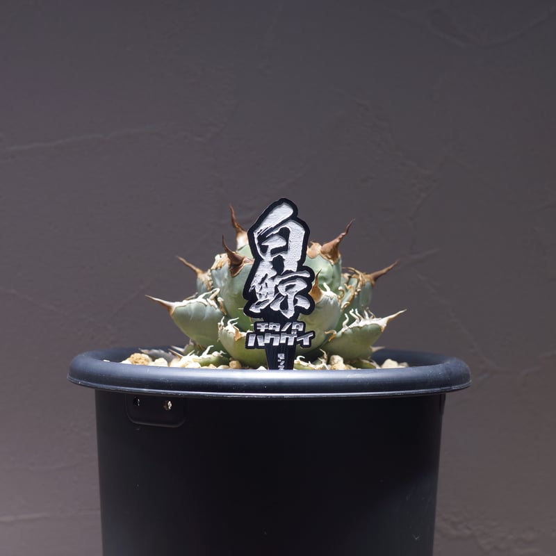 【Kein】プランツタグ（100本）　アガベ　チタノタ　白鯨　パキプス Ducks ( plants. ) ステンレス プランツタグ / アガベ チタノタ