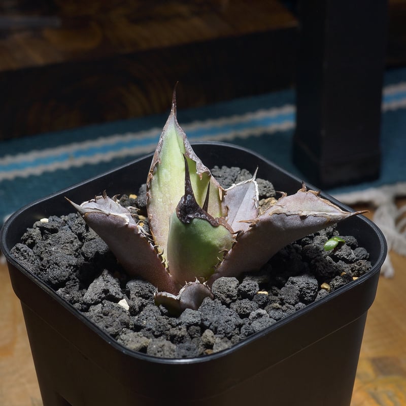 アガベ チタノタ Dennis 040 キングアーサー/ Dragon Agave産 D04