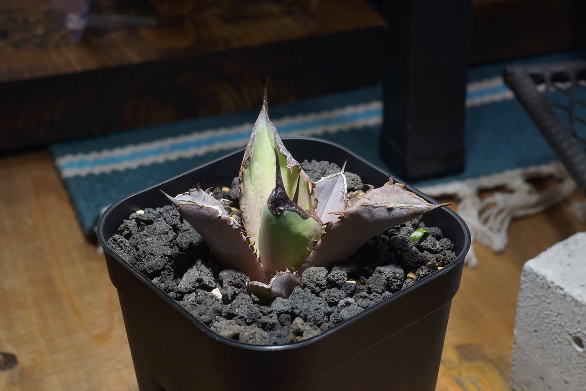 アガベ チタノタ Dennis 040 キングアーサー/ Dragon Agave産 D04