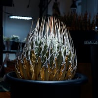 アガベ オアハカ オテロイ/ 親株 ox-08 | アガベ専門店 モンスターハウス