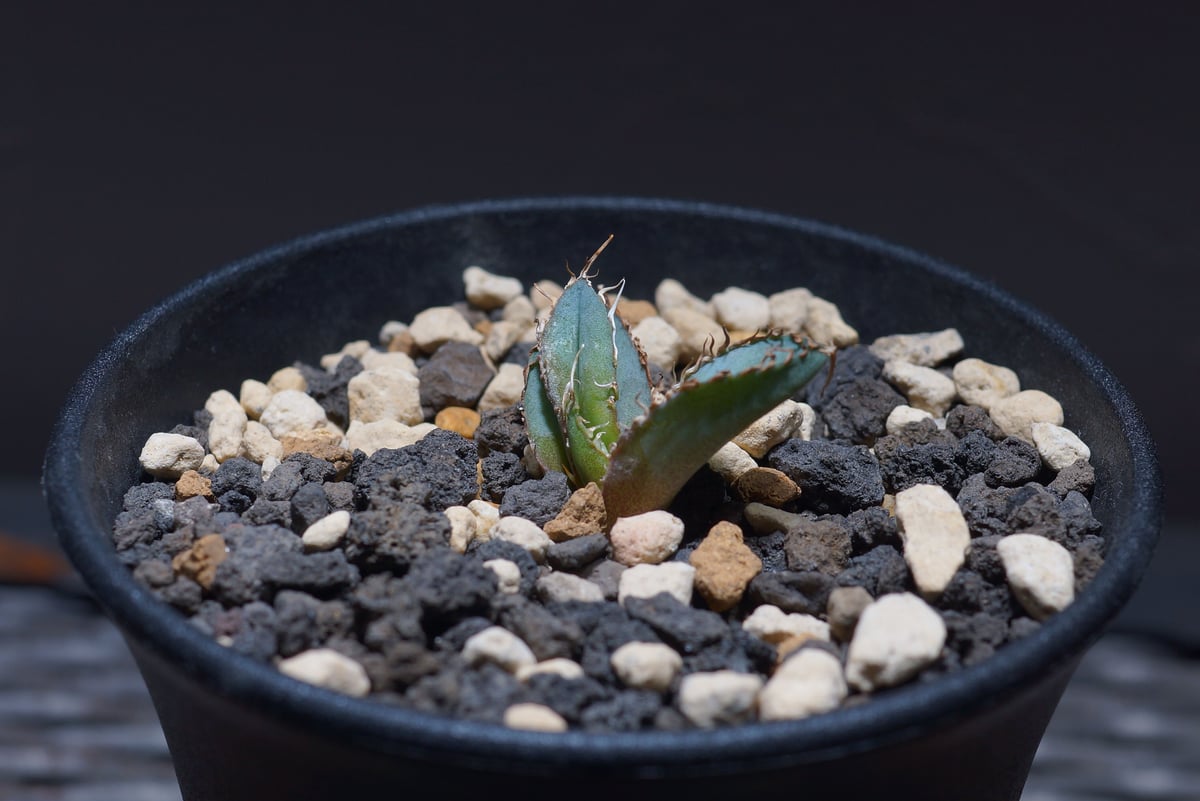 アガベ チタノタ ブラックアンドブルー（bb-10）BB子株 | アガベ専門店