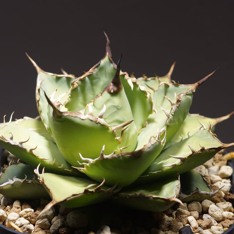 アガベ　チタノタ　覇王竜、ナンバーワン錦2株セット アガベ チタノタ 覇王竜 大株「Agave titanota 'Haouryu'」AG24-2