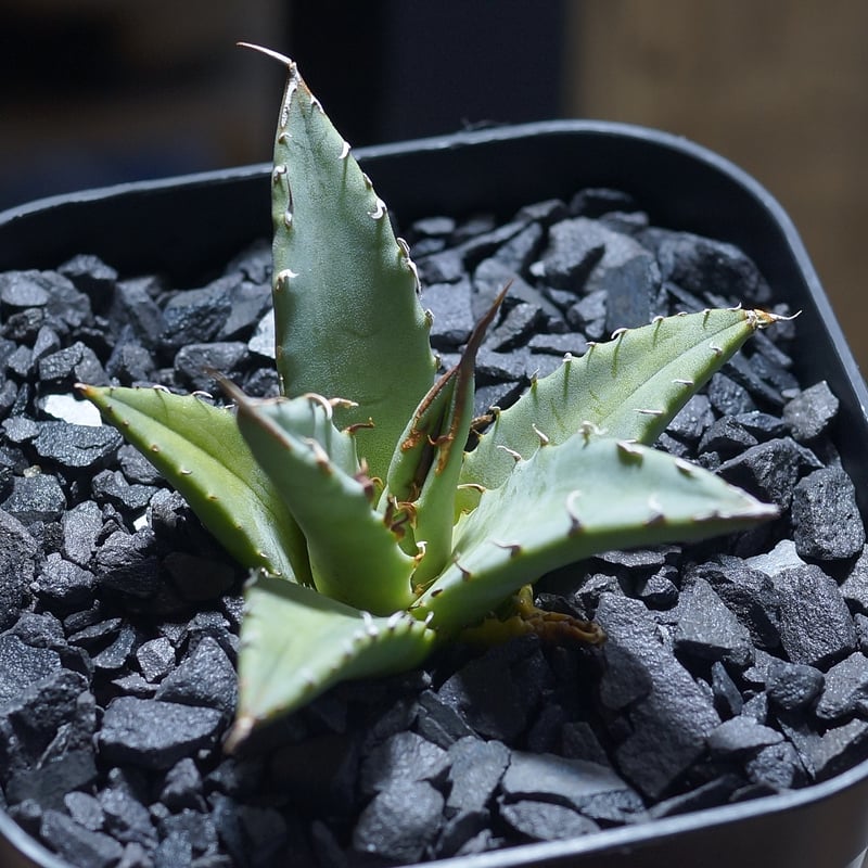 アガベ ハイブリッド 妖炎×姫厳竜/ Y×H-17 | アガベ専門店 モンスター