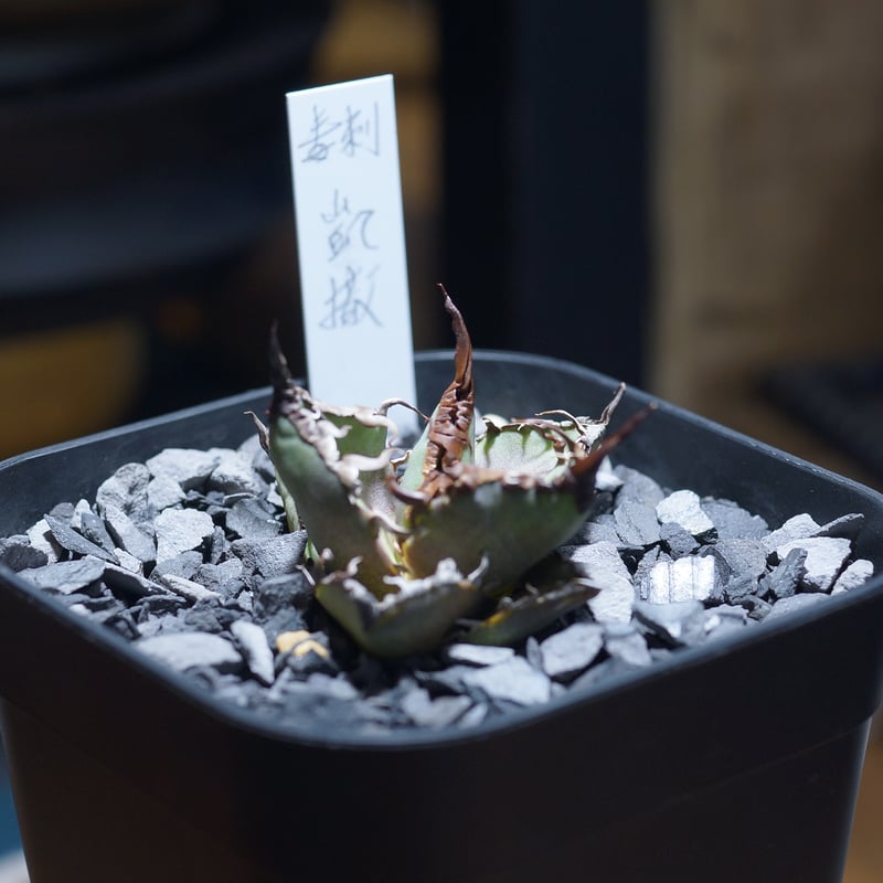 アガベ チタノタ シーザー 凱撒/ 毒刺産 cae-12 | アガベ専門店