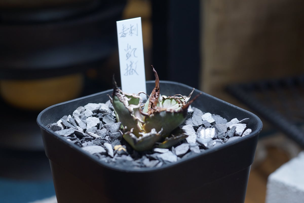 【再出品】アガべ　チタノタ　毒刺血統　凱撒　シーザー　親株 アガベ チタノタ シーザー 凱撒/ 毒刺産 cae-12 | アガベ専門店