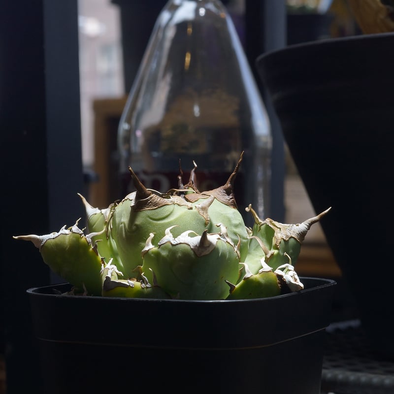 アガベ チタノタ 魔丸 / MG-18 | アガベ専門店 モンスターハウス