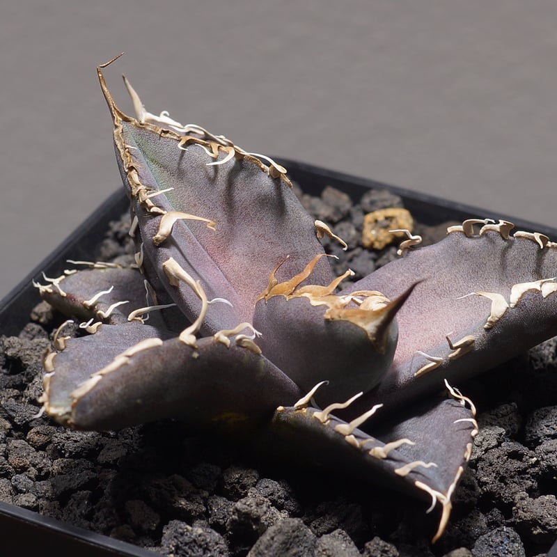 アガベ チタノタ シャークソウイ 子株 SS-06 | アガベ専門店