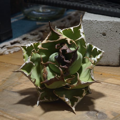 アガベ魔丸 | STORES