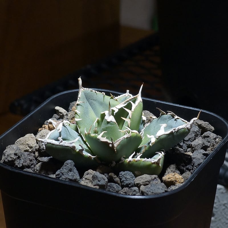 アガベ SAD　現地球 非売品レベル☆アガベ チタノタ SAD 現地 南アフリカ