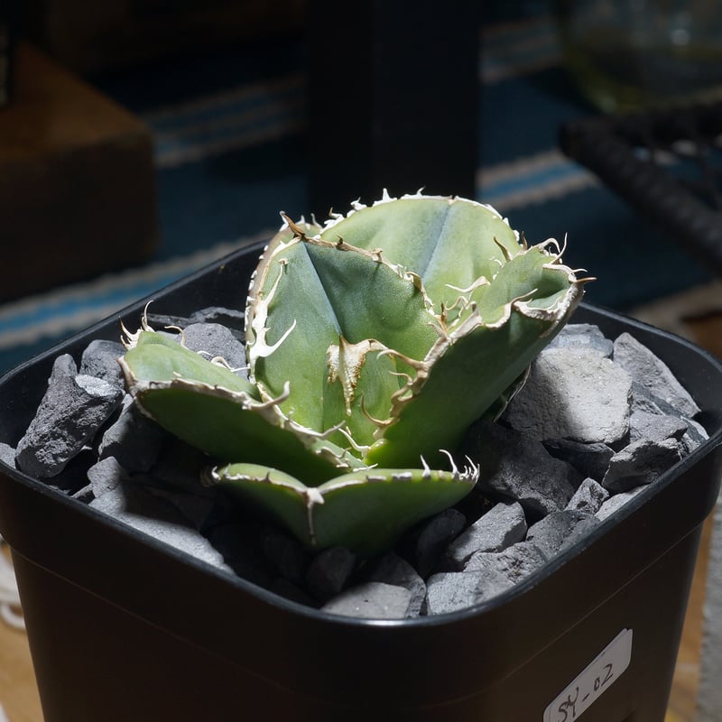 アガベ チタノタ 蚩尤 / SY-02 | アガベ専門店 モンスターハウス