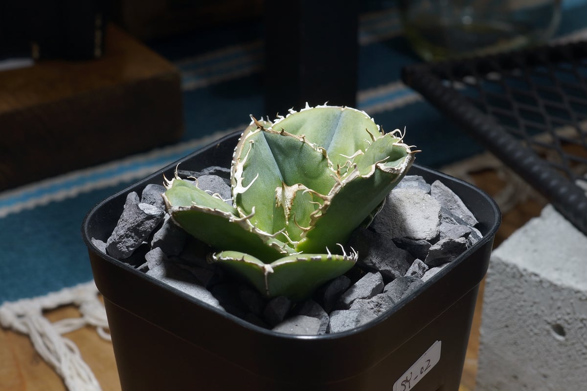 アガベ チタノタ 蚩尤 / SY-02 | アガベ専門店 モンスターハウス