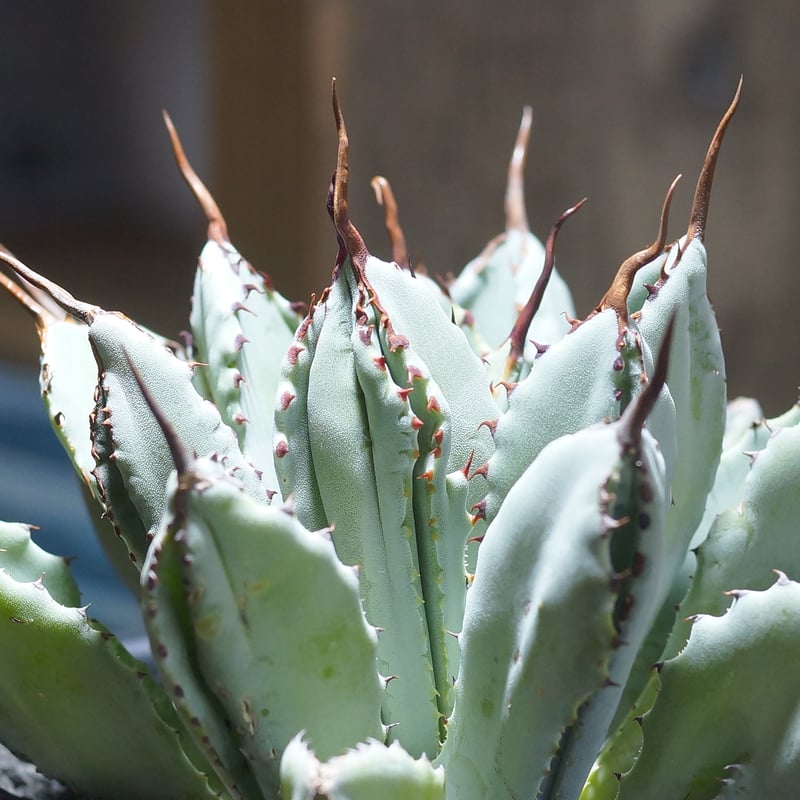 アガベ　キュービック　大株 アガベ・ポタトラム「キュービック」 3号ロングポット