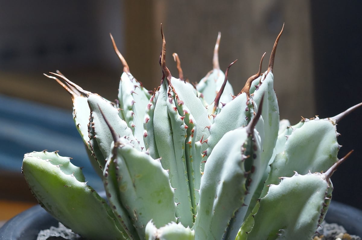 60\r株 多肉植物 アガベ　ポタトラム　キュービック アガベ ポタトラム キュービック / Agave potatorum cubic / PC-