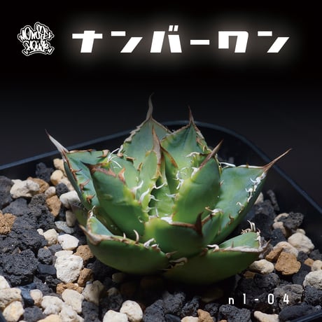 アガベ チタノタ ナンバーワン錦/子株 N1-04