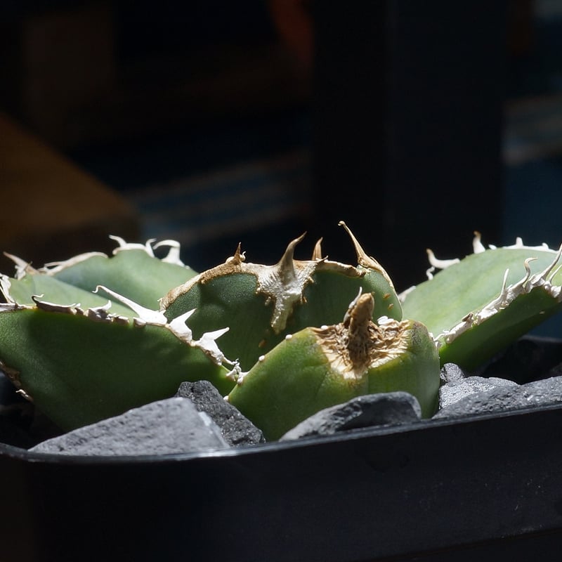 アガベ チタノタ 蚩尤 / SY-01 | アガベ専門店 モンスターハウス