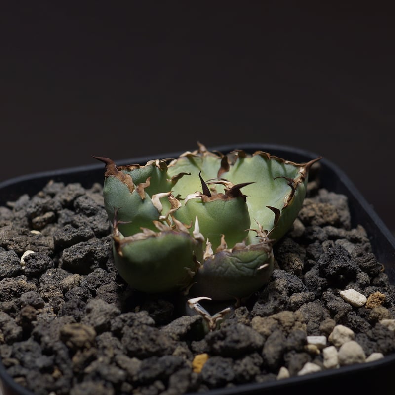 アガベ チタノタ 黒鯨 BW-05 | アガベ専門店 モンスターハウス