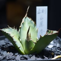 アガベ、塊根植物の鉢 モンスタースパイン トゲトゲ（3Dプリンター鉢