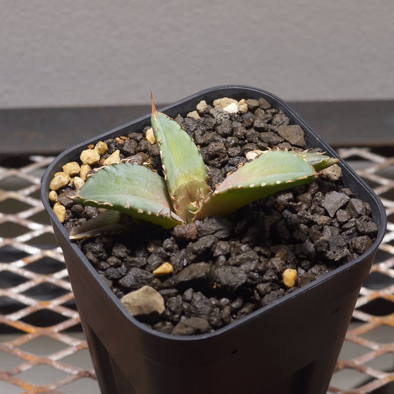 アガベ チタノタ 龍牙 / RG-02 | アガベ専門店 モンスターハウス