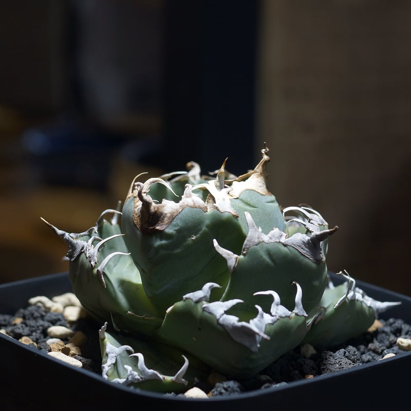 アガベ チタノタ 魔丸 / MG-09 | アガベ専門店 モンスターハウス