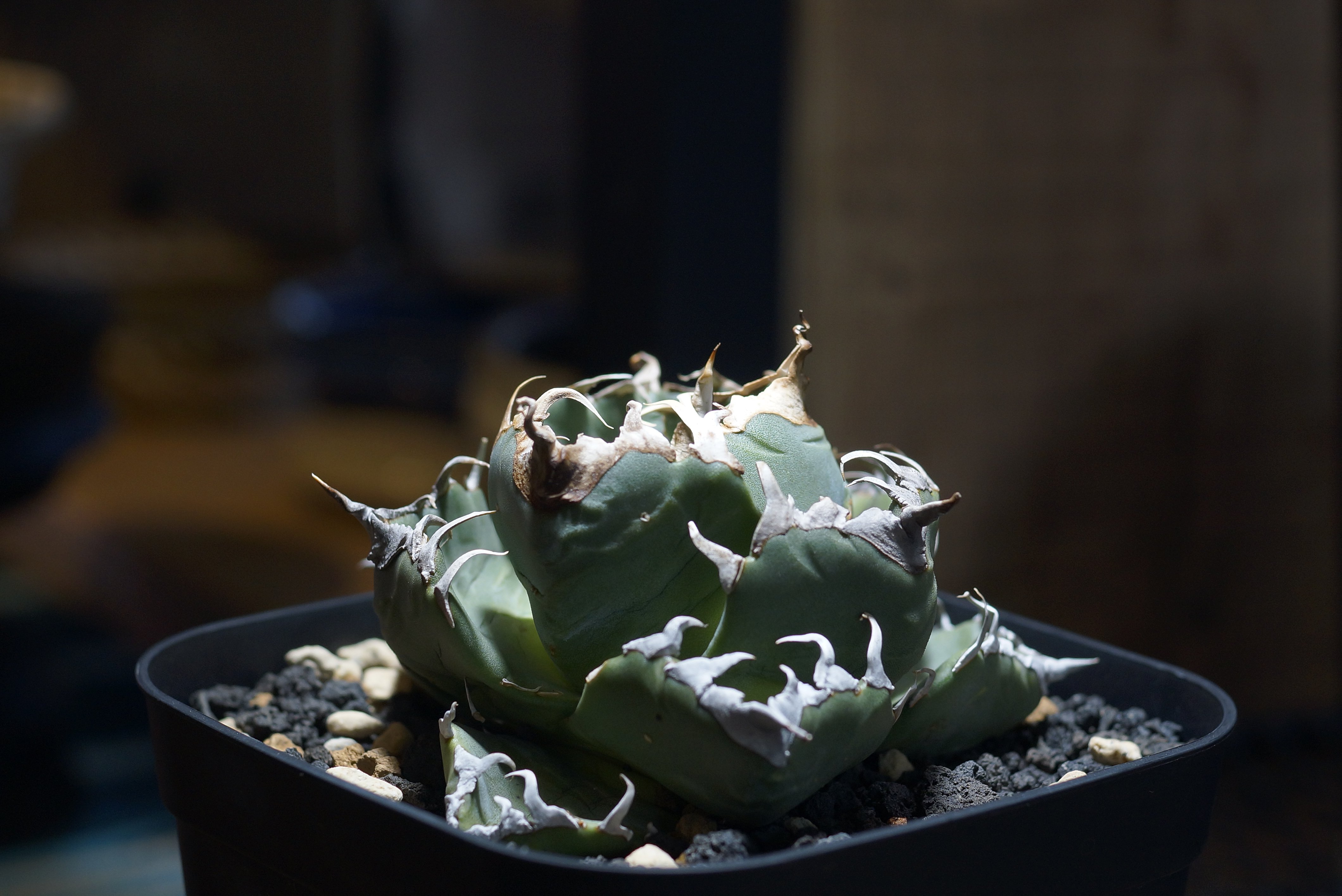 original