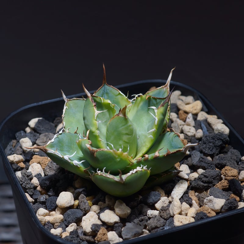 アガベ チタノタ ナンバーワン錦/子株 N1-04 | アガベ専門店