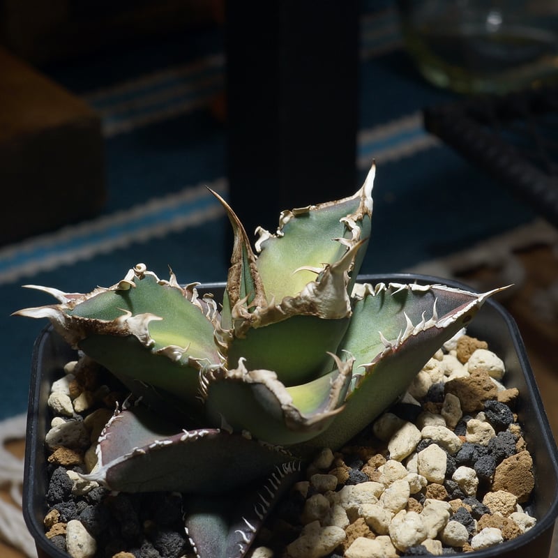 アガベ チタノタ 緑幽霊 / GG-07 | アガベ専門店 モンスターハウス