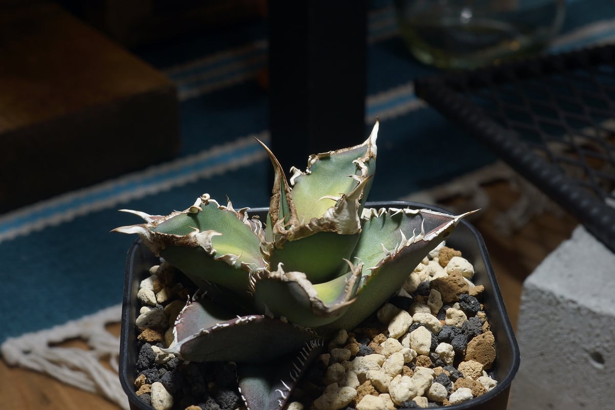 アガベ チタノタ 緑幽霊 / GG-07 | アガベ専門店 モンスターハウス