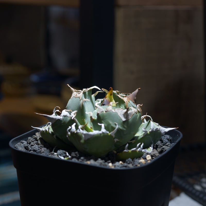 アガベ チタノタ 魔丸 / MG-10 | アガベ専門店 モンスターハウス