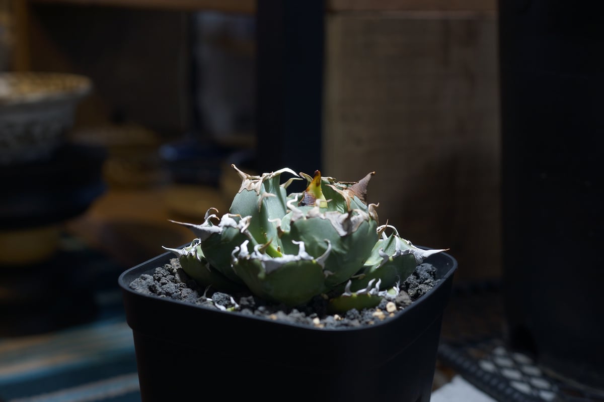 アガベ チタノタ 魔丸 / MG-10 | アガベ専門店 モンスターハウス