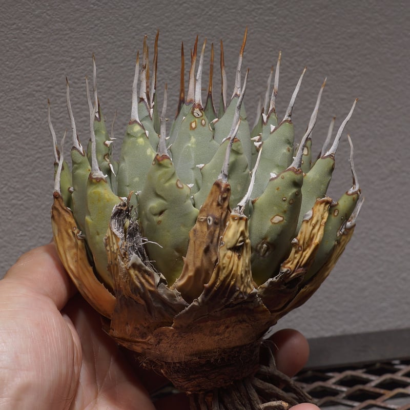 アガベ ユタエンシス エボリスピナ / ES-01【1月4日発根済】 | アガベ