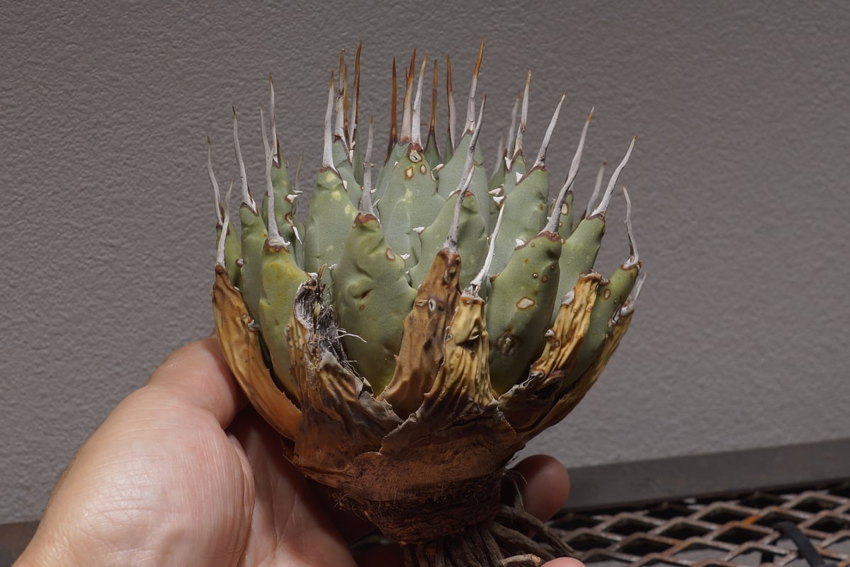 アガベ　エボリスピナ アガベ ユタエンシス・エボリスピナ ☆現地輸入株☆ 発根済