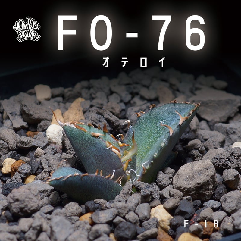 アガベ オテロイ FO-76/子株 F-18 | アガベ専門店 モンスターハウス アガベ オテロイ FO-76/子株 F-18 | アガベ専門店 モンスターハウス