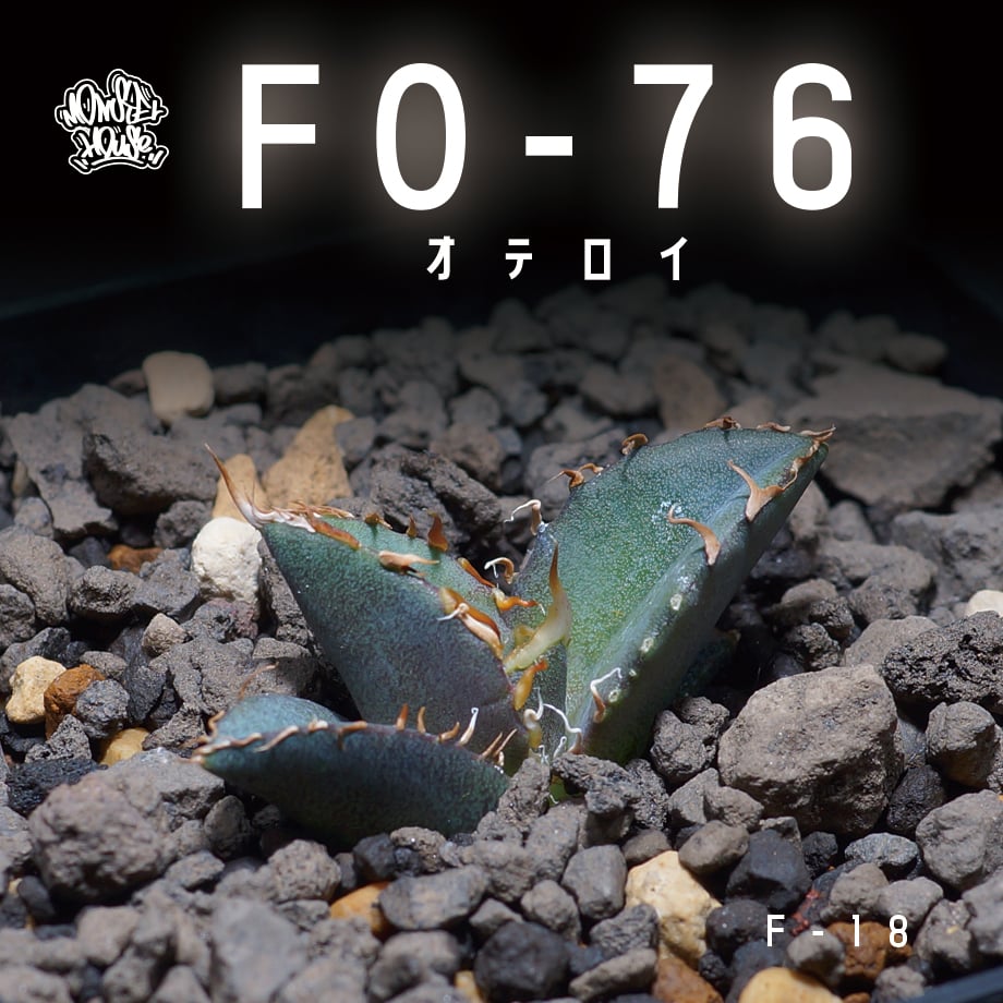 現物》アガベ オテロイ 特選株 No.5673 2号 | | アガベ現物販売