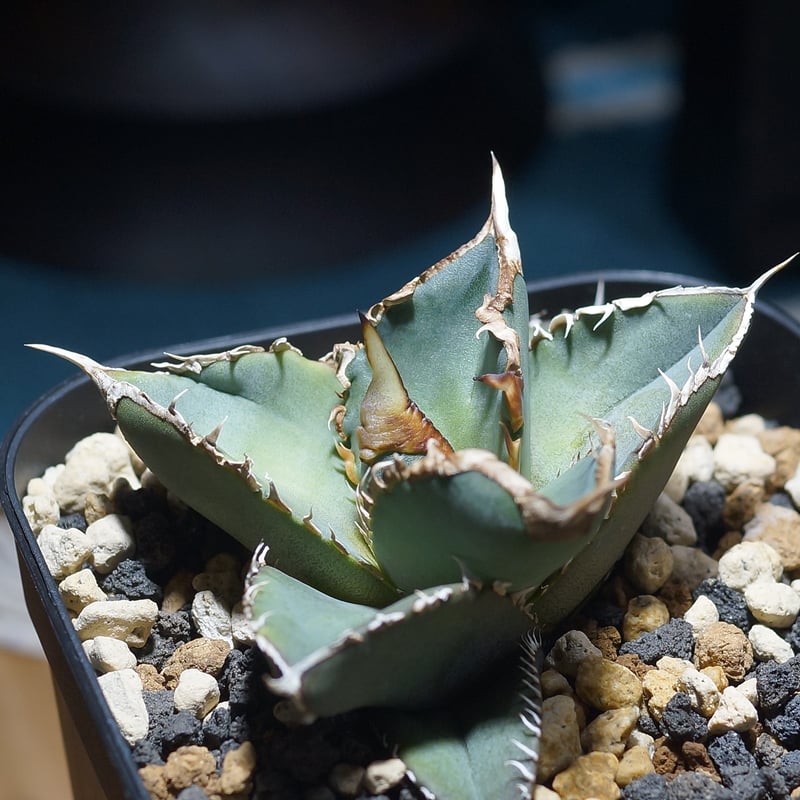 アガベ チタノタ 緑幽霊 / GG-07 | アガベ専門店 モンスターハウス