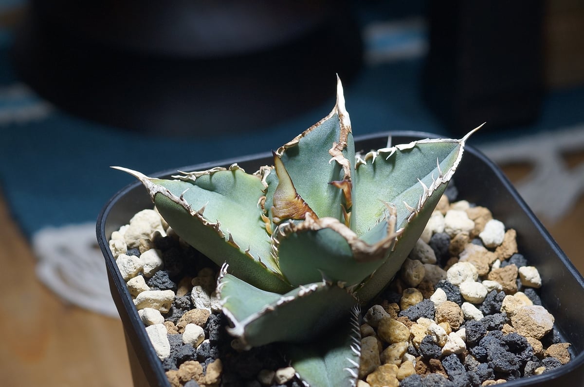 アガベ チタノタ 緑幽霊 / GG-07 | アガベ専門店 モンスターハウス