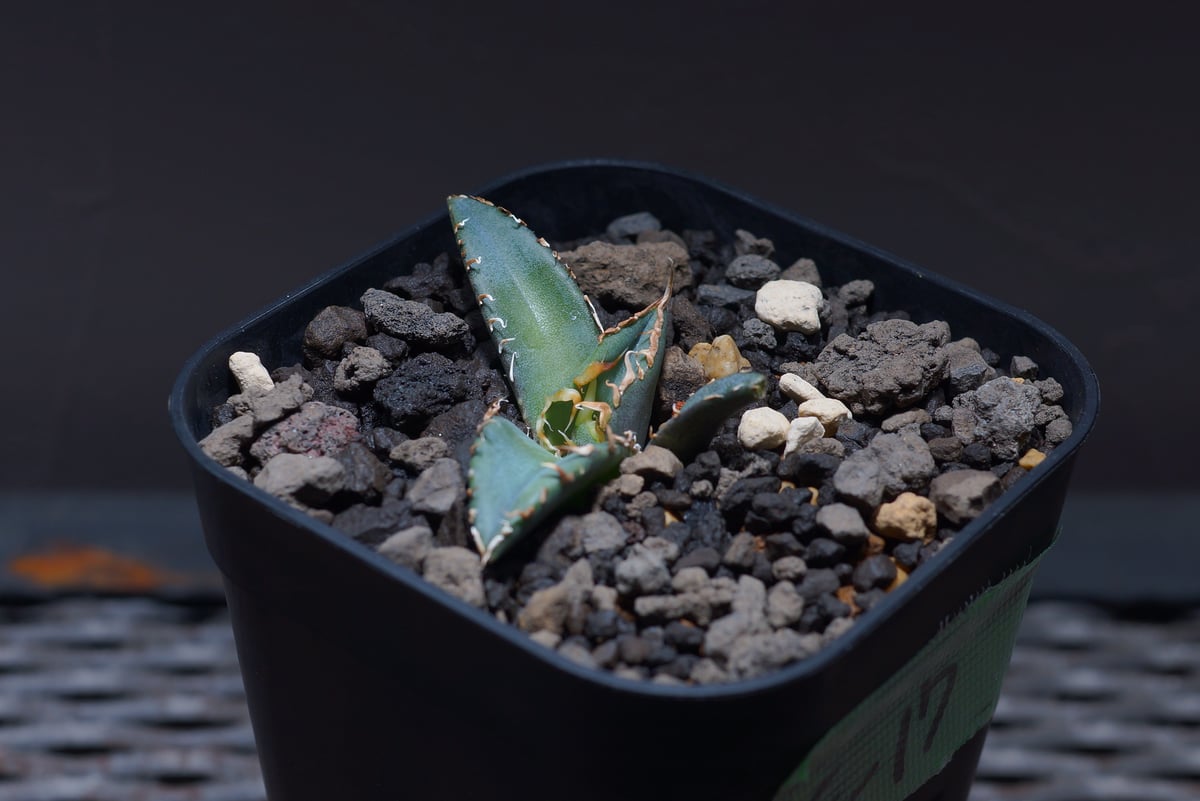 アガベ チタノタ オテロイ FO76 ボールタイプ① 子株 【公式通販】