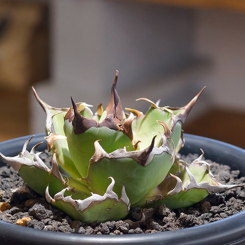 アガベ チタノタ ハデス / 黒帝斯 HD-03 | アガベ専門店 モンスターハウス