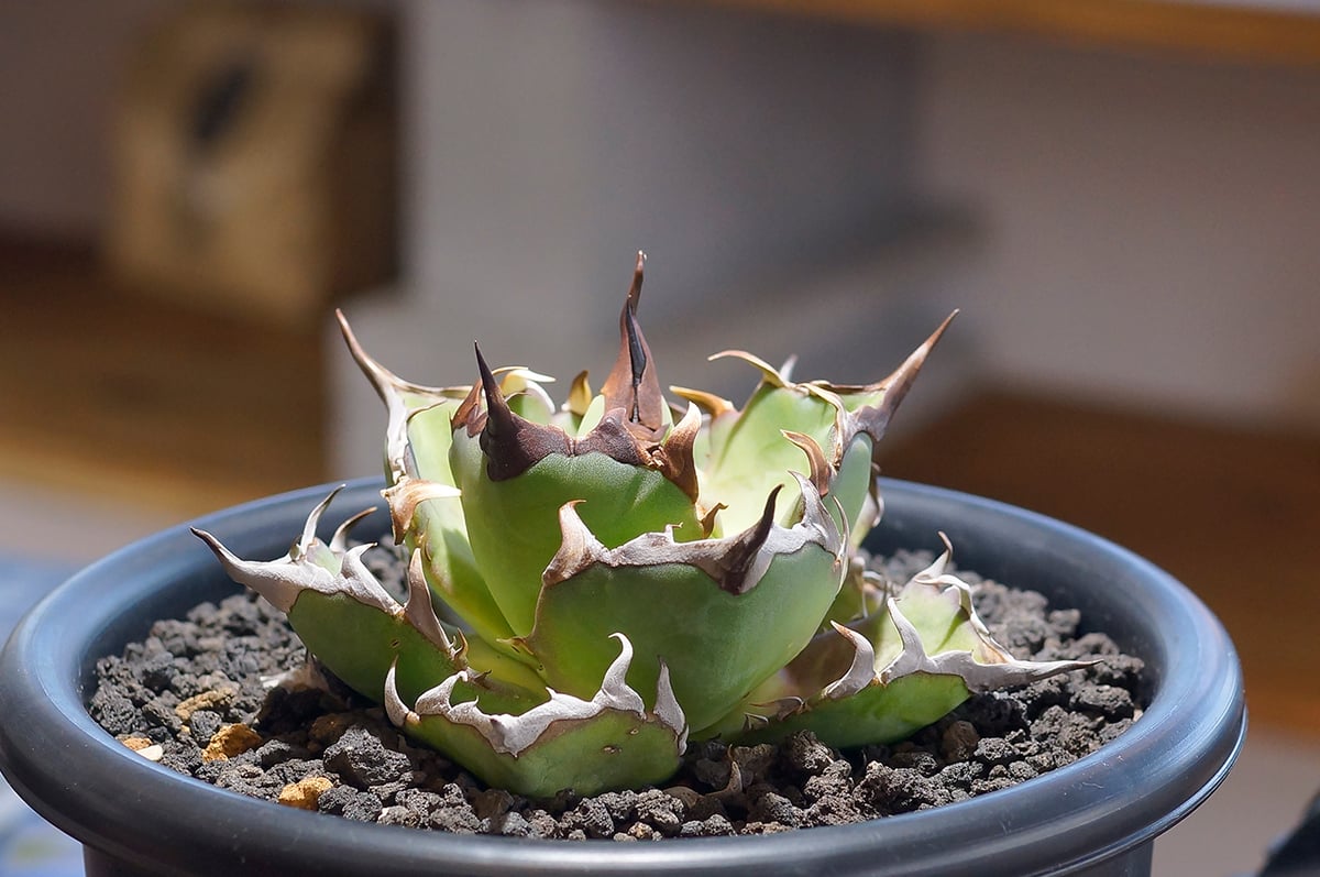 341＊コレクション株＊【1.4写真更新】アガベ チタノタ ハデス 341