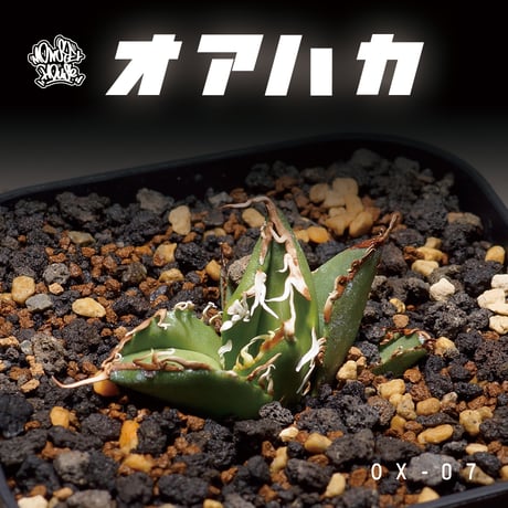 CATEGORY オテロイ オアハカ / Oaxaca | アガベ専門店 モンスターハウス