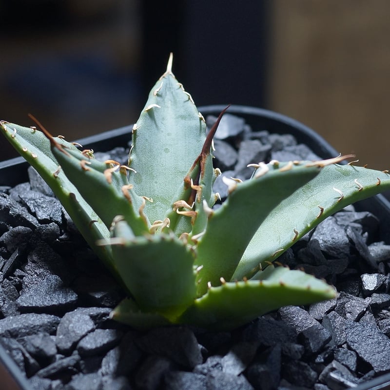 よ*ー様 アガベハイブリッド　妖炎　姫厳龍 よ*ー様 アガベハイブリッド 妖炎 姫厳龍 - メルカリ