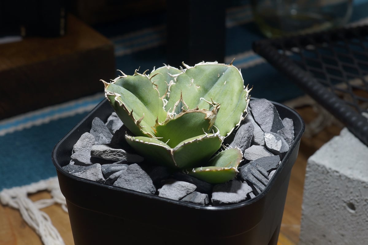 蚩尤　シユウ　中株　アガベ　ぶつぶつ 蚩尤 シユウ 中株 アガベ ぶつぶつ 蚩尤 シユウ 中株 アガベ ぶつぶつ