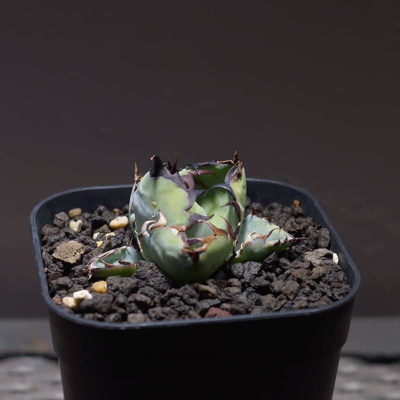 アガベ ブラック＆ブルー(BB) 50cm以上 アガベ・チタノタ ブラックアンドブルー（BB）004 – linkplants