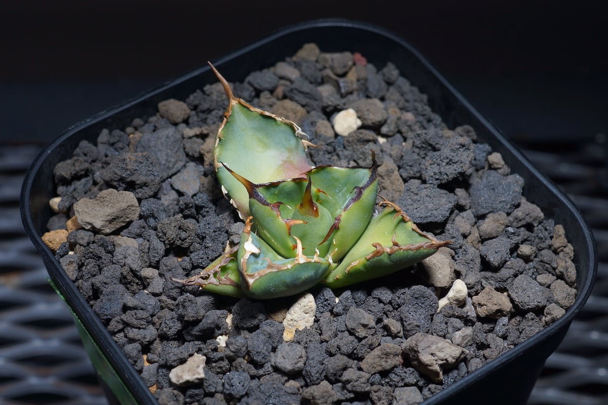 アガベ ベビーティース錦 活着株 子株付き キズあり 鉢ごと発送 【公式