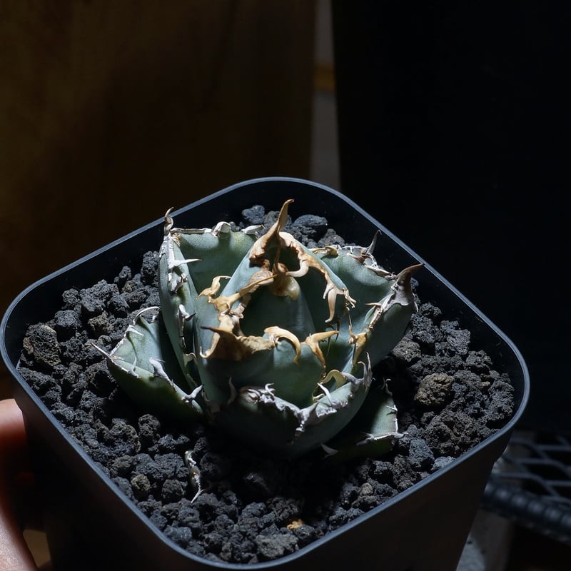 【現品・鉢まま出荷】アガベ　チタノタ　白鯨 アガベ チタノタ 白鯨 子株 鉢付き（WW-14） | アガベ専門店