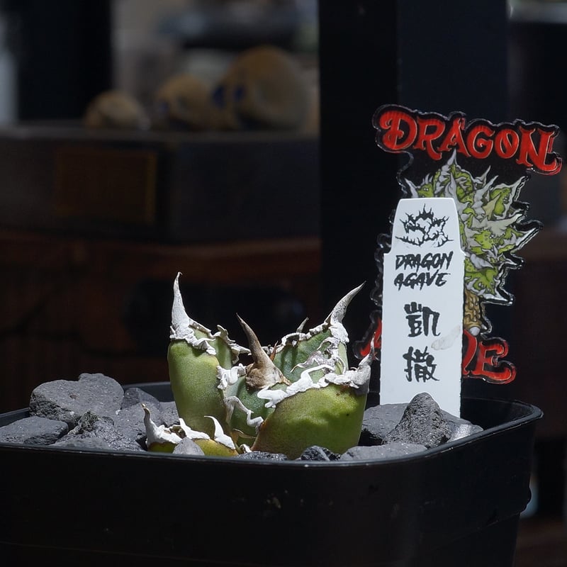 アガベ チタノタ シーザー 凱撒/ Dragon Agave産 cae-18 | アガベ専門店