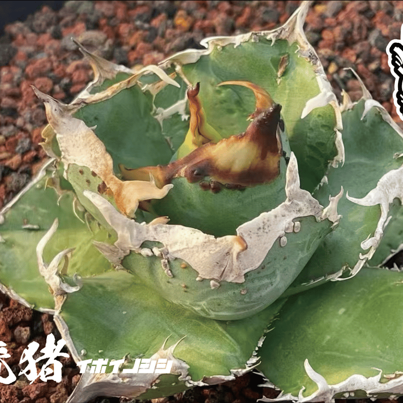 アガベ チタノタ オテロイ 疣猪 イボイノシシ ブツブツ 7 アガベ