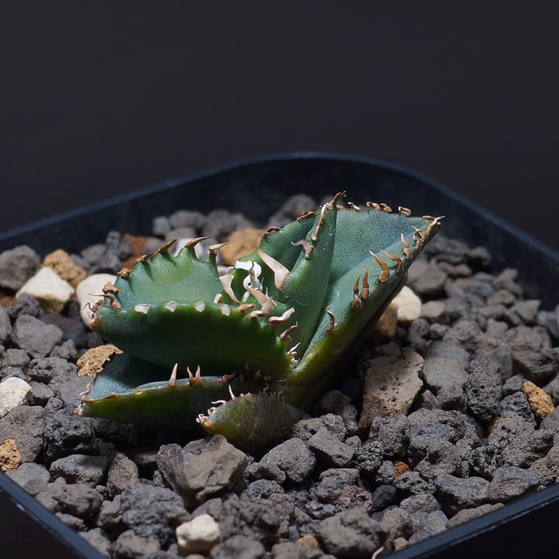 アガベ ナゾノタ 管理No.64983535】アガベ チタノタ 狼人（発根済） | LIT PLANTS