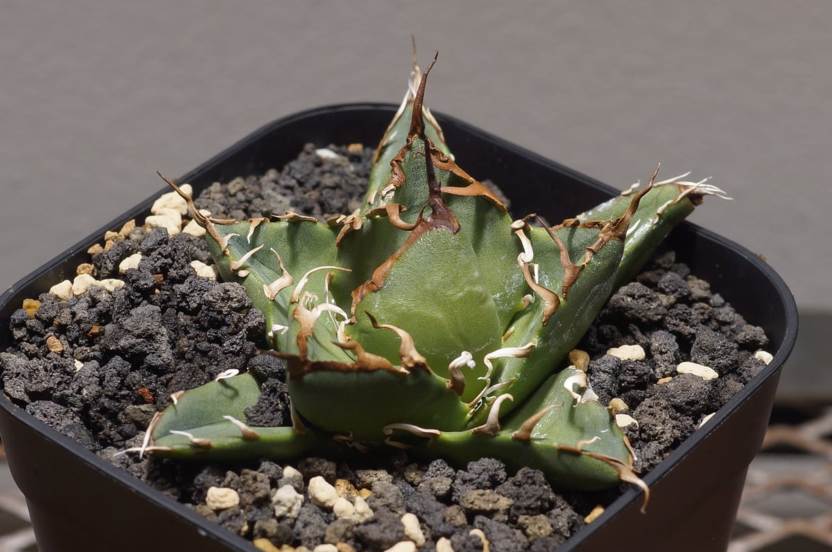 アガベ オアハカ オテロイ/ox-06 | アガベ専門店 モンスターハウス