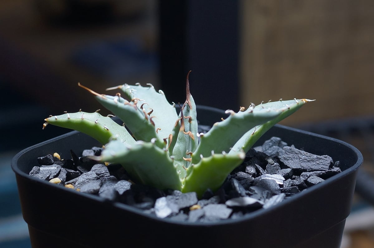 アガベ ハイブリッド 妖炎×姫厳竜/ Y×H-11 | アガベ専門店 モンスター