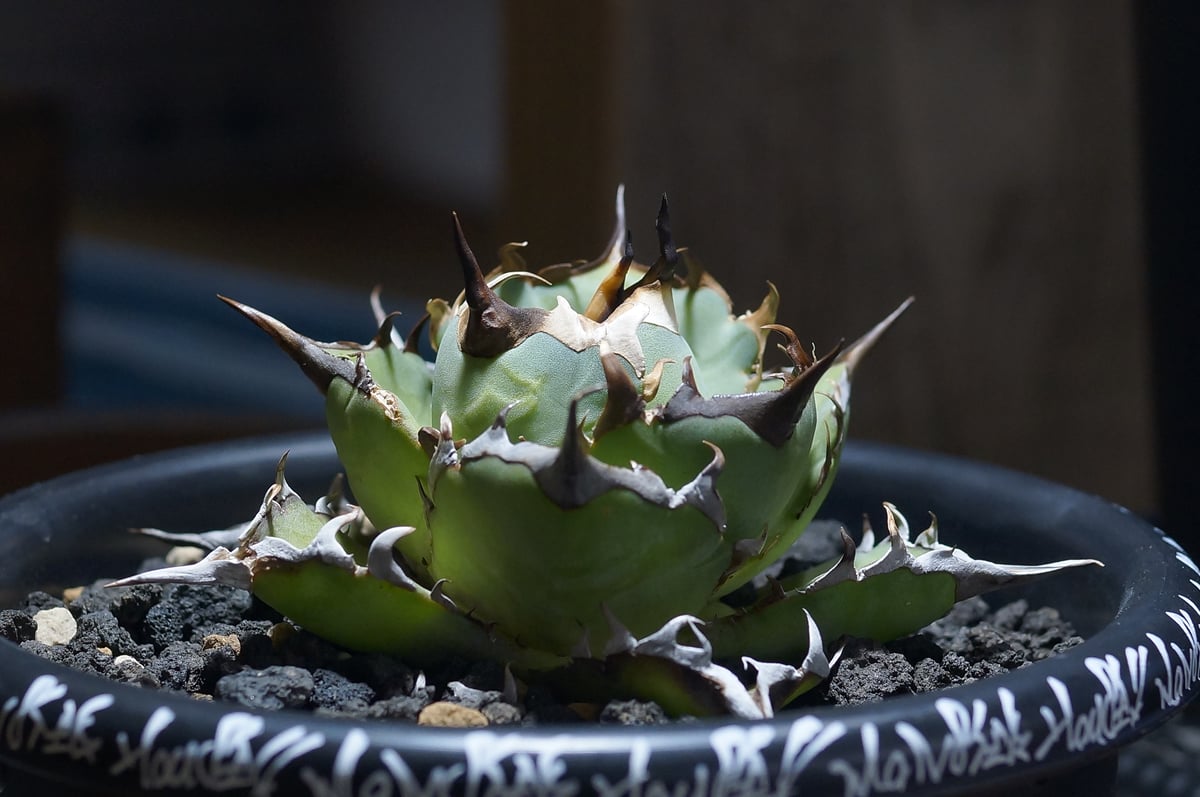 ◆アガベ！チタノタ！ハデス◆ アガベ チタノタ ハデス / Agave titanota 'Hades' #4 | D